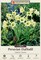 Sulphur Queen Peruvian Daffodil Bulb - Hymenocallis - Fragrant